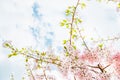 Beautiful full bloom cherry Blossom in the early spring season. Pink Sakura Japanese flower in over the blue sky. Japanese Garden Royalty Free Stock Photo