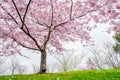 Beautiful full bloom cherry Blossom trees in the early spring season. Pink Sakura Japanese flower in Japanese garden with green