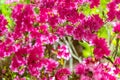 Beautiful full bloom colorful Indian Azaleas Rhododendron simsii flowers