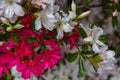 Beautiful full bloom colorful Indian Azaleas Rhododendron simsii flowers