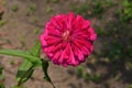 A beautiful full bloom dark pink Zinnia flower high angle view