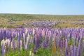 Beautiful full bloom lupin flower with clear blue sky background, New Zealand Royalty Free Stock Photo