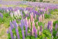 Beautiful full bloom lupine flower Royalty Free Stock Photo