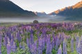 Beautiful full bloom lupine flower with mountain background Royalty Free Stock Photo