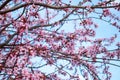 Beautiful full bloom pink cherry blossom sakura flowers Royalty Free Stock Photo