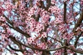 Beautiful full bloom pink cherry blossom sakura flowers in the park Royalty Free Stock Photo