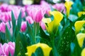 beautiful pink tulips blooming in the winter in graden.