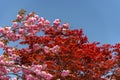 Beautiful full bloom of Purple pink wisteria blossom trees and double cherry blossoms flowers in springtime sunny day Royalty Free Stock Photo