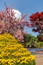 Beautiful full bloom of Purple pink wisteria blossom trees and double cherry blossoms flowers in springtime sunny day Royalty Free Stock Photo