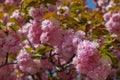 Beautiful full bloom of Purple pink wisteria blossom trees and double cherry blossoms flowers in springtime sunny day Royalty Free Stock Photo