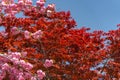 Beautiful full bloom of Purple pink wisteria blossom trees and double cherry blossoms flowers in springtime sunny day Royalty Free Stock Photo