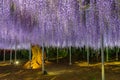 Beautiful full bloom of Purple pink Wisteria blossom trees trellis