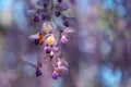 Beautiful full bloom of Purple pink Wisteria blossom trees trellis