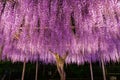 Beautiful full bloom of Purple pink Wisteria blossom trees trellis