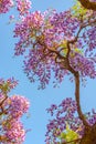 Beautiful full bloom of Purple Wisteria blossom trees trellis flowers with a cottage in springtime sunny day