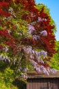 Beautiful full bloom of Purple Wisteria blossom trees trellis flowers with a cottage in springtime sunny day Royalty Free Stock Photo