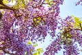 Beautiful full bloom of Purple Wisteria blossom trees trellis flowers with a cottage in springtime sunny day Royalty Free Stock Photo