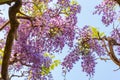 Beautiful full bloom of Purple Wisteria blossom trees trellis flowers with a cottage in springtime sunny day Royalty Free Stock Photo