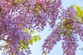 Beautiful full bloom of Purple Wisteria blossom trees trellis flowers with a cottage in springtime sunny day Royalty Free Stock Photo