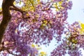 Beautiful full bloom of Purple Wisteria blossom trees trellis flowers with a cottage in springtime sunny day Royalty Free Stock Photo