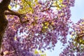 Beautiful full bloom of Purple Wisteria blossom trees trellis flowers with a cottage in springtime sunny day Royalty Free Stock Photo