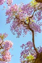 Beautiful full bloom of Purple Wisteria blossom trees trellis flowers with a cottage in springtime sunny day Royalty Free Stock Photo