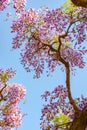 Beautiful full bloom of Purple Wisteria blossom trees trellis flowers with a cottage in springtime sunny day Royalty Free Stock Photo