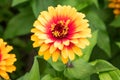 `Zowie! Yellow Flame` Zinnia Bloom. Royalty Free Stock Photo