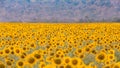 Beautiful full bloom sunflower field Royalty Free Stock Photo