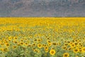 Beautiful full bloom sunflower field Royalty Free Stock Photo