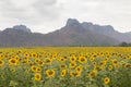 Beautiful full bloom sunflower field with mountain background Royalty Free Stock Photo