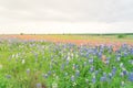 Texas Bluebonnet and Indian paintbrush blossom in rural Texas, U