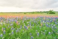 Texas Bluebonnet and Indian paintbrush blossom in rural Texas, U