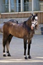 Full body portrait of a grey young spanish horse Royalty Free Stock Photo