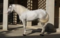 Full body portrait of a white spanish horse stallion