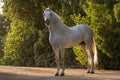 Beautiful full body portrait of a spanish horse stallion Royalty Free Stock Photo