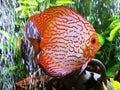 Beautiful colorful full body shot of fresh water discus in clean clear aquarium with bubbles fish vibrant colors full grown fish