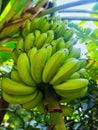 Beautiful full bunch bananas on green tree with sunlight Royalty Free Stock Photo