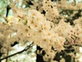 Beautiful Full  Cherry Blossom Sakura  white Cherry Tree Flowers in spring Royalty Free Stock Photo