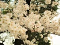 Beautiful Full  Cherry Blossom Sakura  white Cherry Tree Flowers in spring Royalty Free Stock Photo