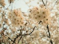 Beautiful Full  Cherry Blossom Sakura  white Cherry Tree Flowers in spring Royalty Free Stock Photo