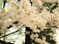 Beautiful Full  Cherry Blossom Sakura  white Cherry Tree Flowers in spring Royalty Free Stock Photo