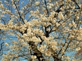 Beautiful Full  Cherry Blossom Sakura  white Cherry Tree Flowers in spring Royalty Free Stock Photo
