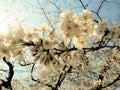 Beautiful Full  Cherry Blossom Sakura  white Cherry Tree Flowers in spring Royalty Free Stock Photo