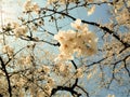 Beautiful Full  Cherry Blossom Sakura  white Cherry Tree Flowers in spring Royalty Free Stock Photo