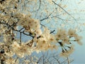 Beautiful Full  Cherry Blossom Sakura  white Cherry Tree Flowers in spring Royalty Free Stock Photo