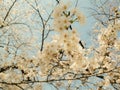 Beautiful Full  Cherry Blossom Sakura  white Cherry Tree Flowers in spring Royalty Free Stock Photo