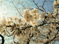 Beautiful Full  Cherry Blossom Sakura  white Cherry Tree Flowers in spring Royalty Free Stock Photo