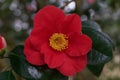 Beautiful full frame image of red camellia with yellow stamens Royalty Free Stock Photo