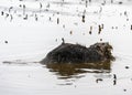 Beautiful full grown brown furred beaver